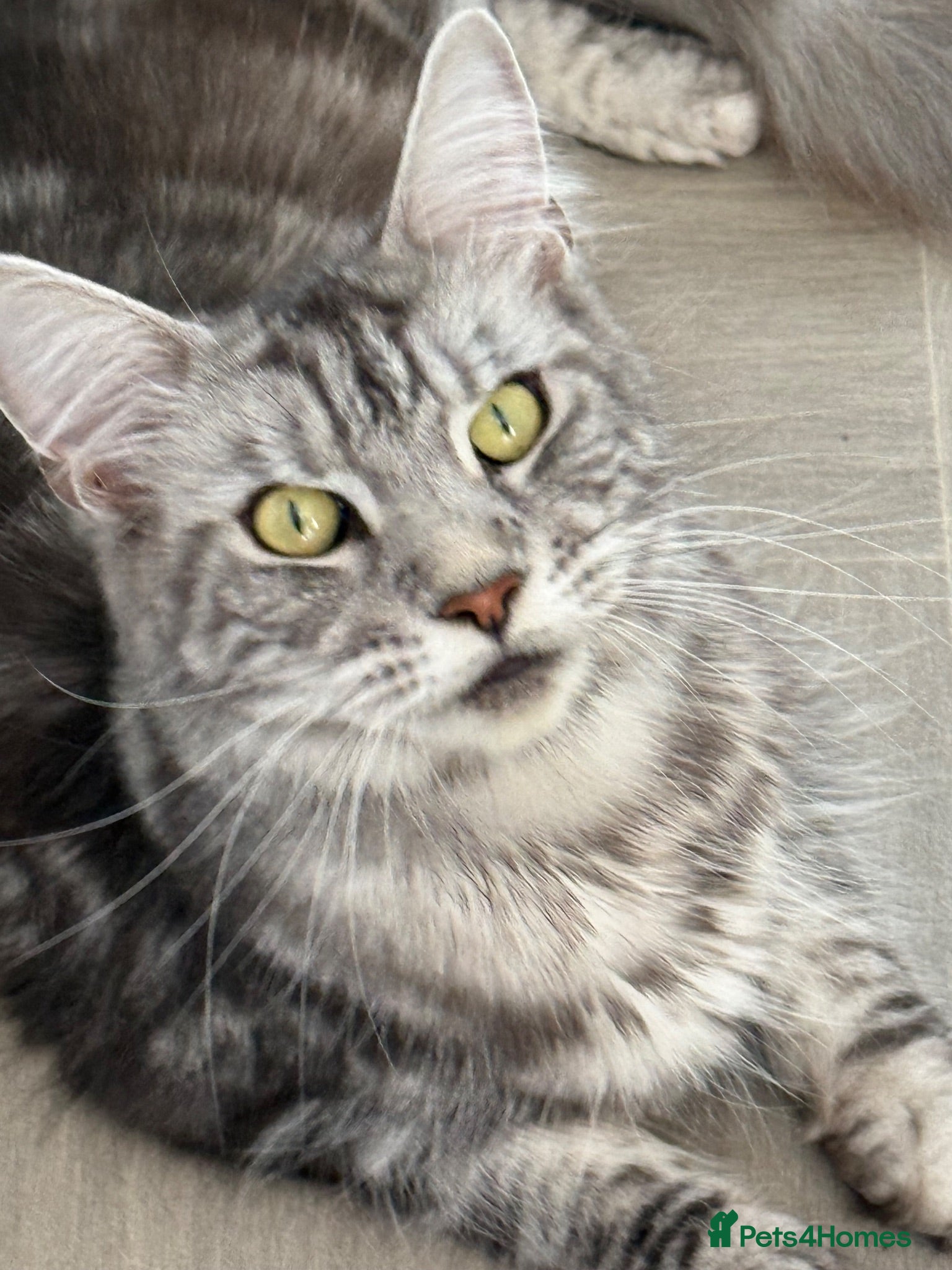 Maine Coon cats 🐾 Beautiful Maine Coon Kittens Forever Homes🐾 - Advert 1