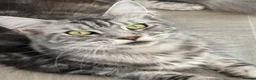 Maine Coon cats for sale: 🐾 Beautiful Maine Coon Kittens Forever Homes🐾 - Advert 2