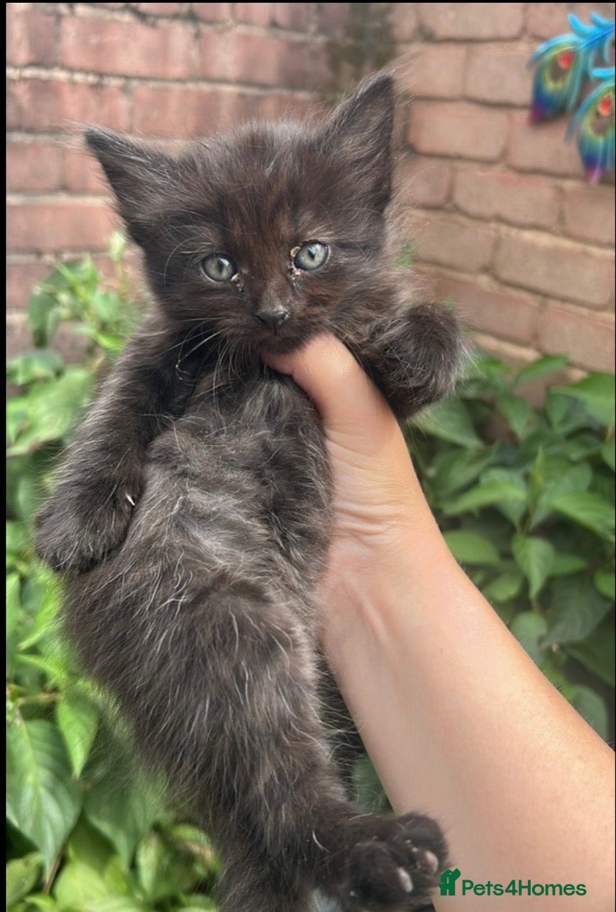 Mixed Breed cats 2 Kitten mixed with ragdoll for £50 together - Advert 3