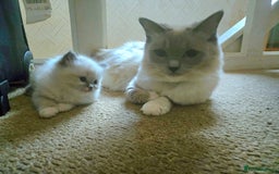 Mixed Breed cats for sale: 🎊RESERVED🎊💖Pure Blue-point mitted Ragdoll ♀️💖 - Image 18