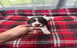 Cocker Spaniel dogs for sale: Cocker spaniel puppies  - Image 12