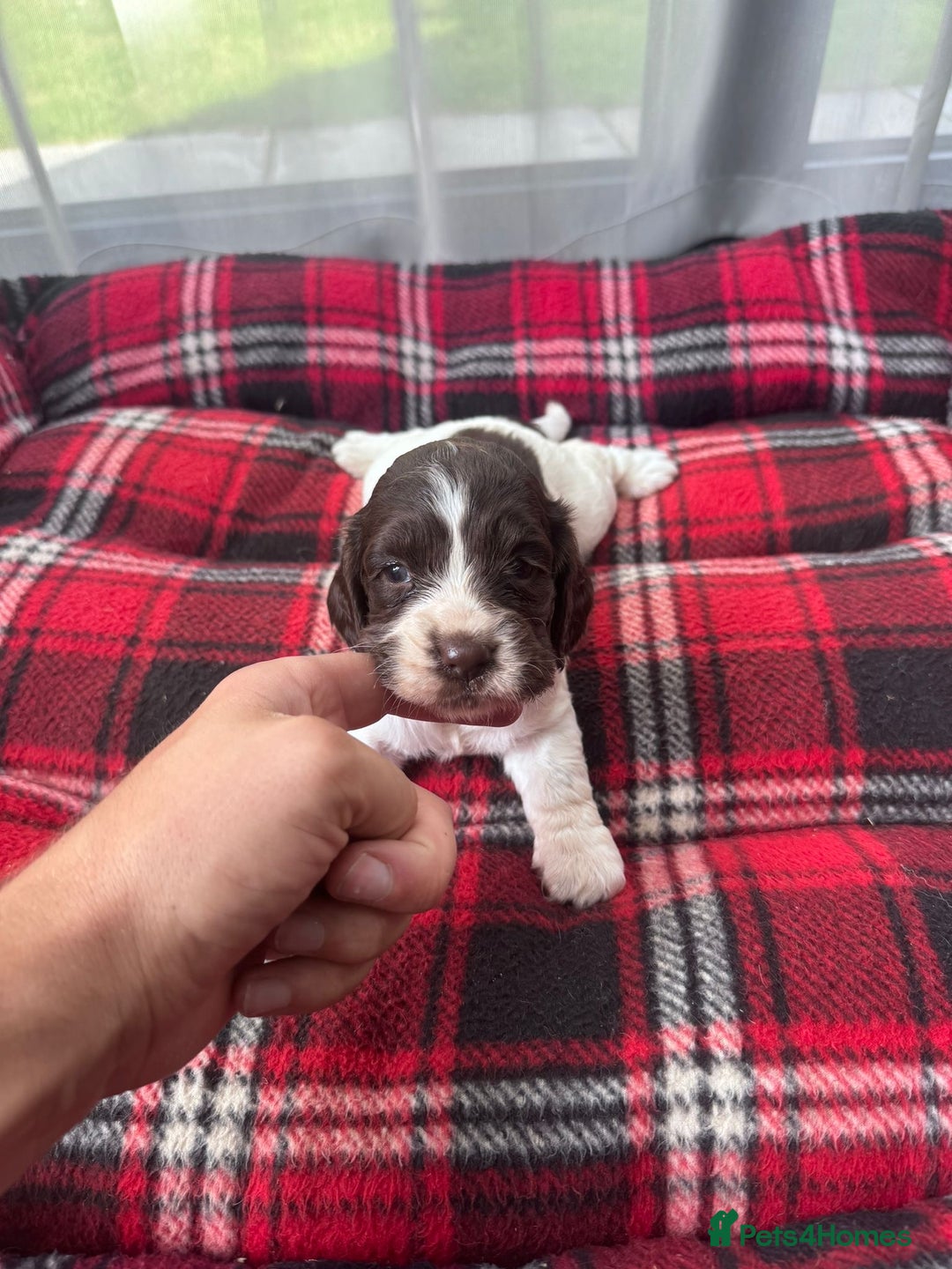 Cocker Spaniel dogs for sale: Cocker spaniel puppies  - Image 12