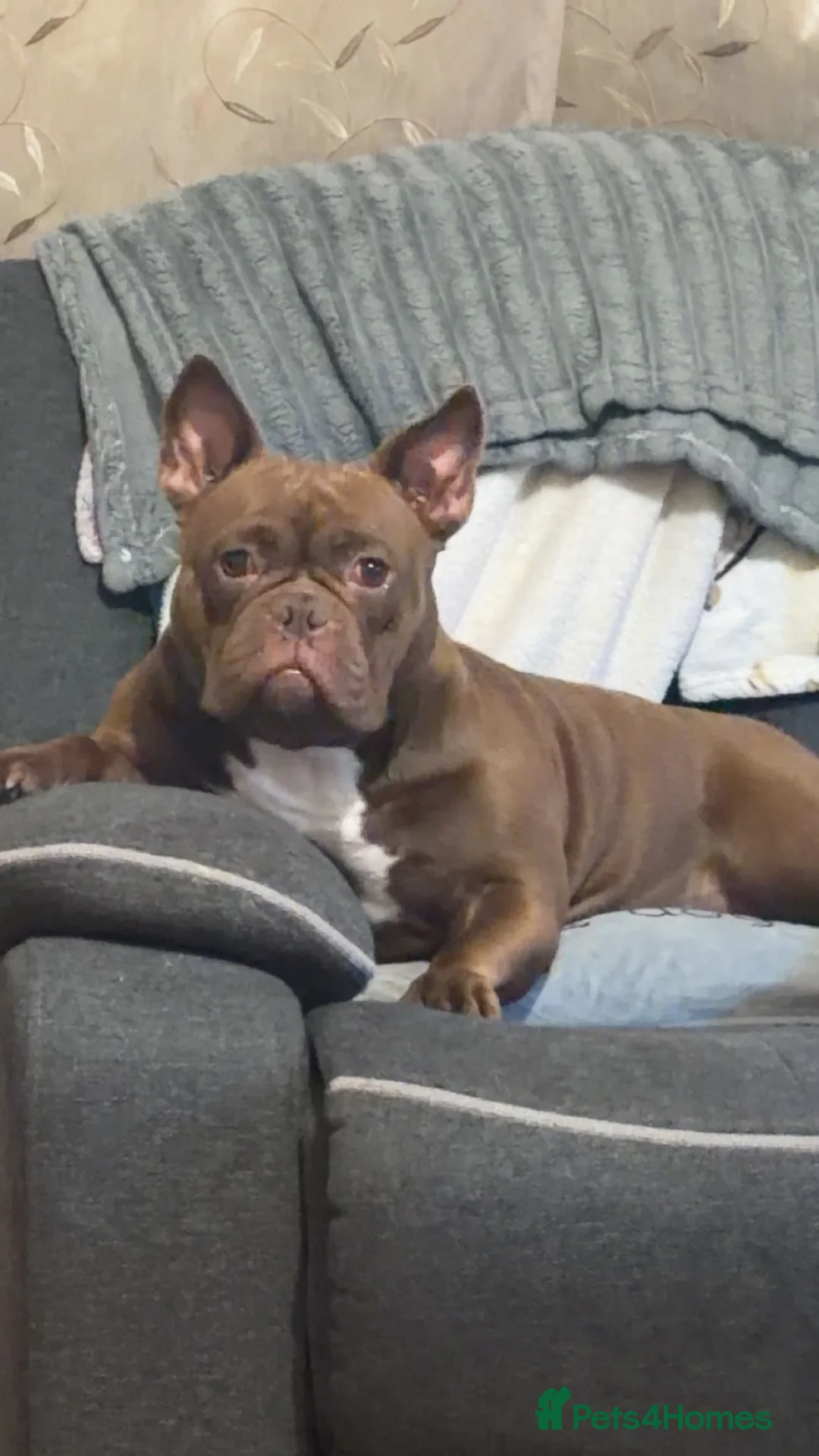 Mixed Breed dogs for sale: Sadie in Alfreton - Advert 2