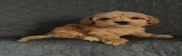 Maltipoo dogs for sale: 7 Beautiful Maltipoo Pups  - Advert 12