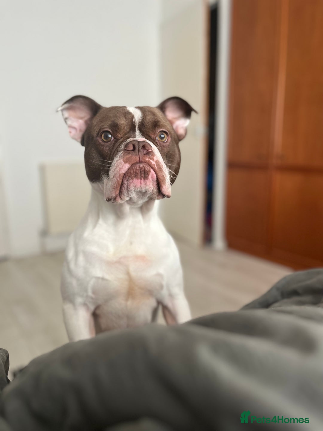 Mixed Breed dogs for sale: Mixed bulldog  - Image 3