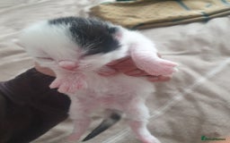 Mixed Breed cats for sale: Mixed breed kittens  - Image 8