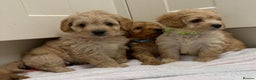 Cockapoo dogs for sale: Bred From Health Tested Parents - Advert 31