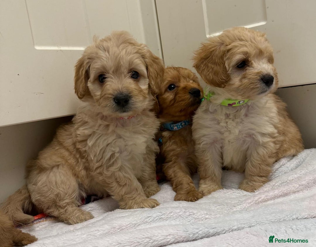 Cockapoo dogs for sale: Bred From Health Tested Parents - Advert 31