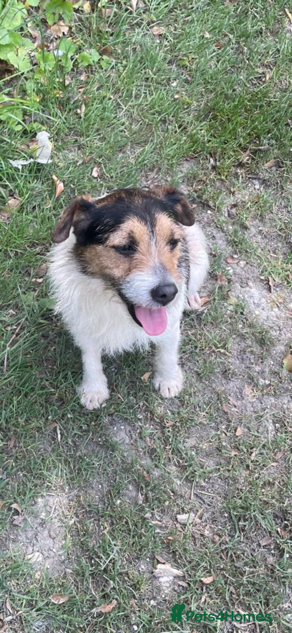 Jack Russell dogs for stud: Jack Russell  - Advert 2