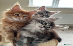 Maine Coon cats for sale: GCCF pedigree Maine Coon Kittens  - Image 19