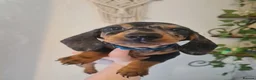 Dachshund dogs for sale: Beautiful Dachshunds - Advert 11