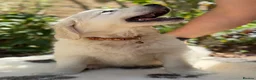 Golden Retriever dogs for sale: Stunning Goldens-Parents are School Wellbeing dogs - Advert 7
