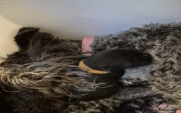 Miniature Schnauzer dogs for sale: 2xBeautiful kc reg mac/eye clr mini schnauzer girl - Image 9