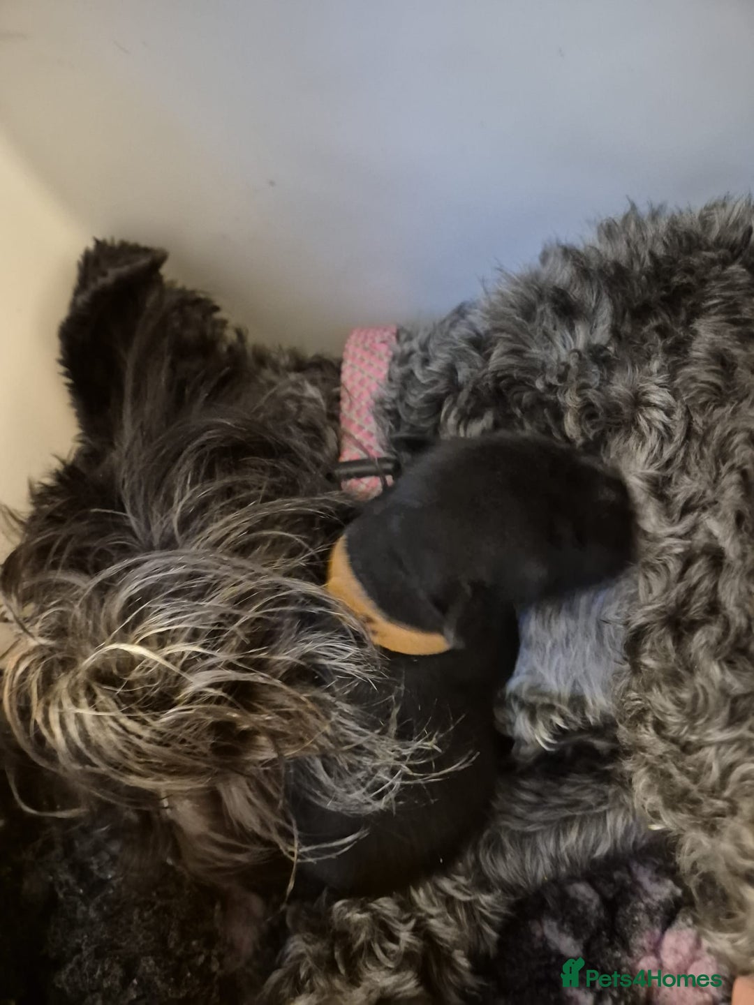 Miniature Schnauzer dogs for sale: 2xBeautiful kc reg mac/eye clr mini schnauzer girl - Image 9