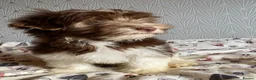 Yorkshire Terrier dogs for sale: Colourful Yorkshire terrier - Advert 3