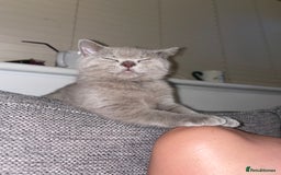 British Shorthair cats for sale: British short hair  - Image 6