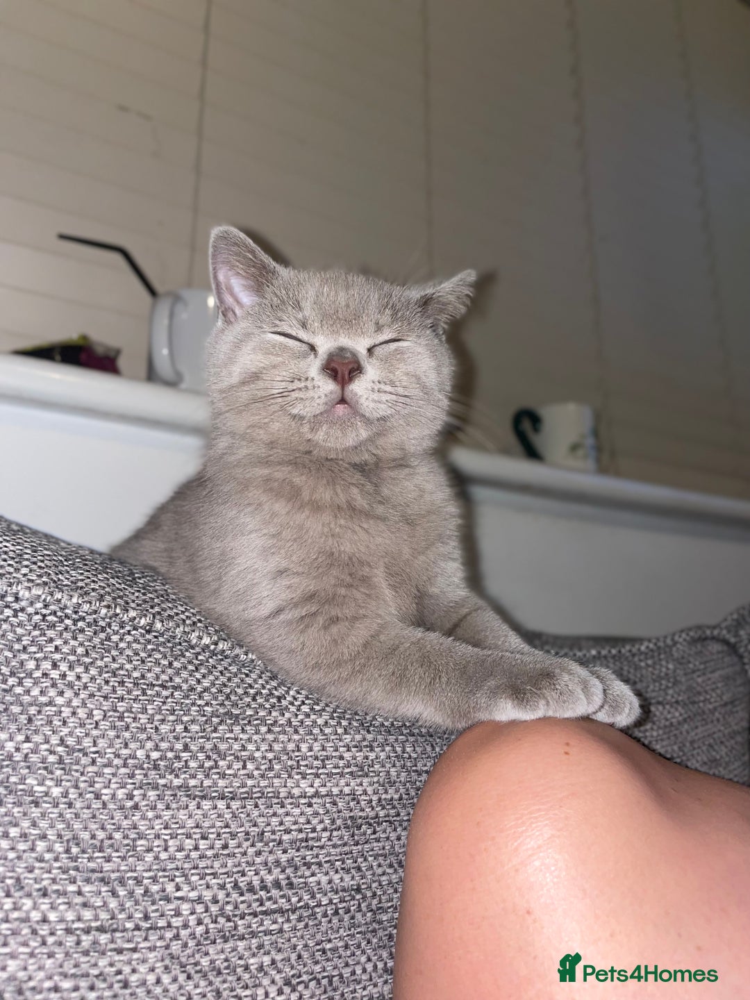 British Shorthair cats for sale: British short hair  - Image 6