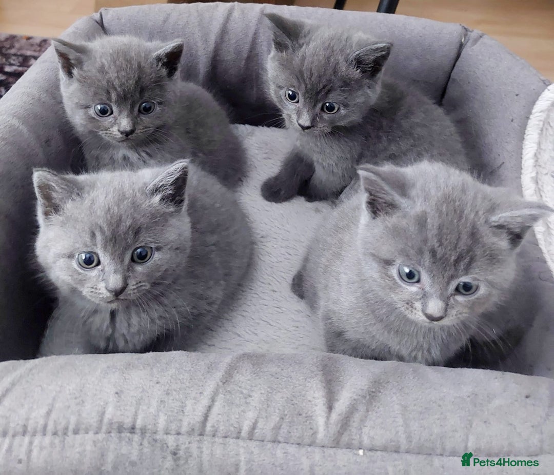 British Shorthair cats for sale: Starsky & Hutch ready for their forever home - Image 4