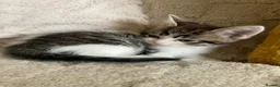 Mixed Breed cats for sale: Adorable kittens  - Advert 14