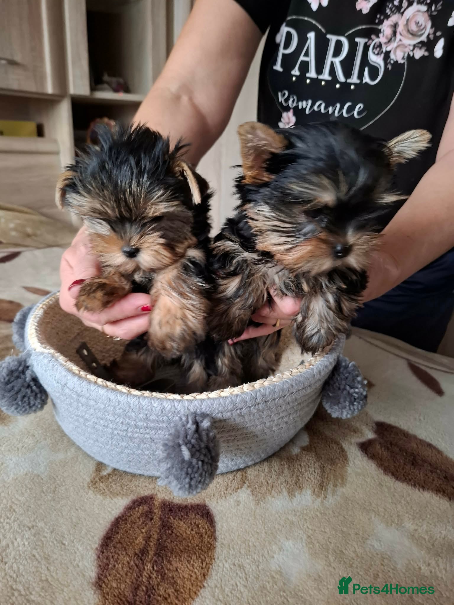 Yorkshire Terrier dogs Mini Yorkshire Terrier female pups - Advert 10