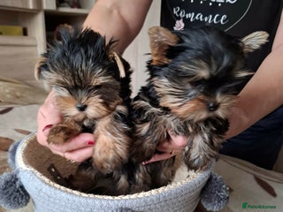 Yorkshire Terrier dogs Mini Yorkshire Terrier female pups - Advert 10