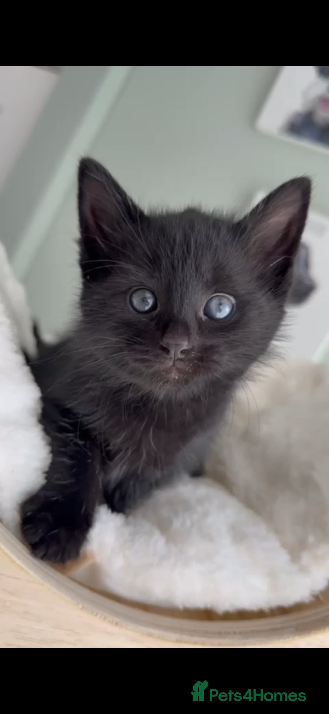 Mixed Breed cats Kittens - Advert 1