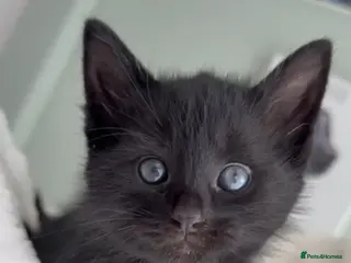 Mixed Breed cats Kittens - Advert 1