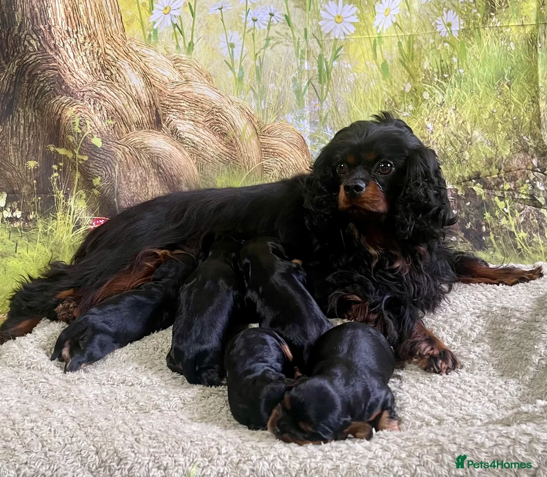 Cavalier King Charles Spaniel dogs for sale: Stunning Quality KC reg Health tested Cavaliers  - Advert 1