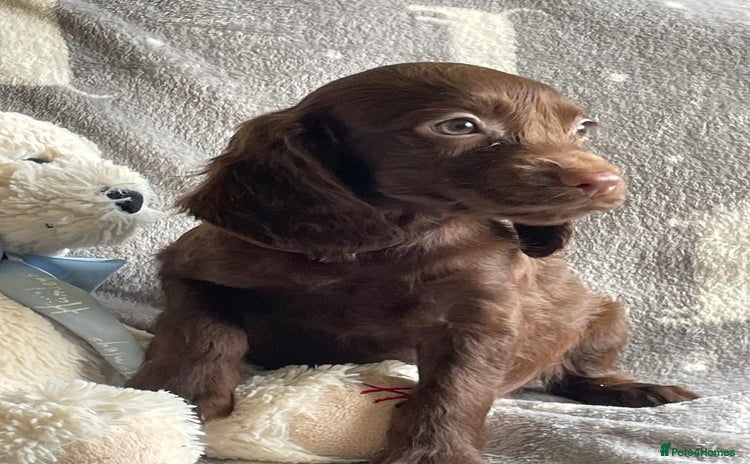 Cocker Spaniel dogs Out standing  Health tested working cockers  - Advert 2