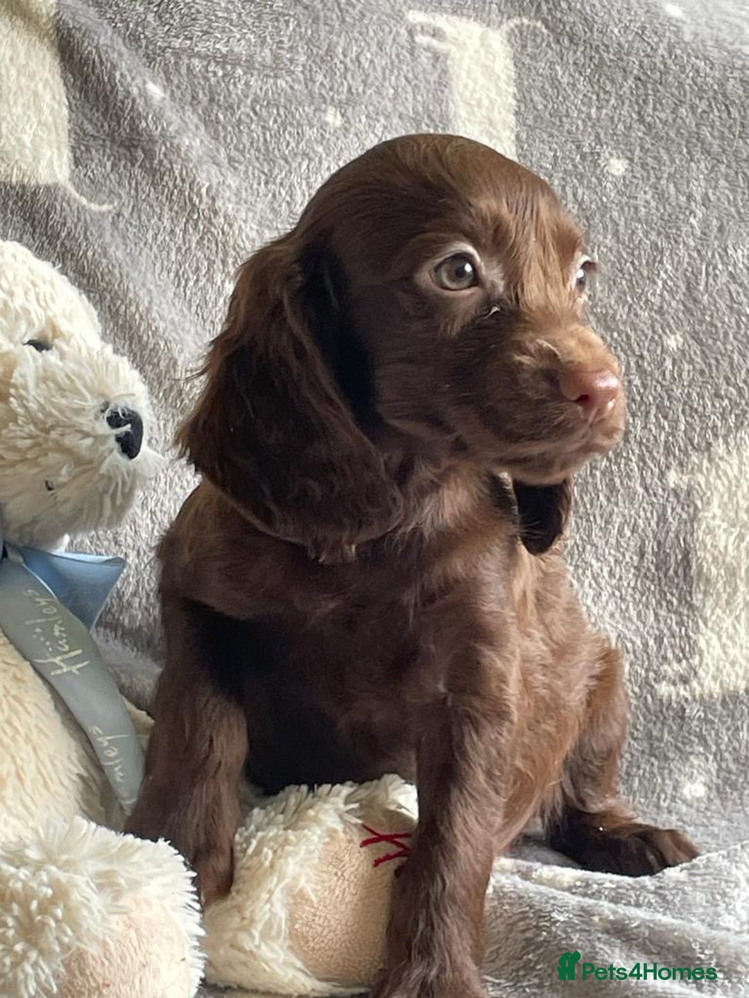Cocker Spaniel dogs for sale: Out standing  Health tested working cockers  - Advert 1