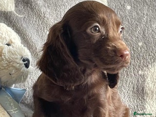 Cocker Spaniel dogs Out standing Health tested working cockers - Advert 2