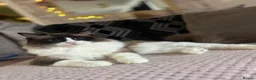 Ragdoll cats for sale: Last ragdoll boy - Advert 9