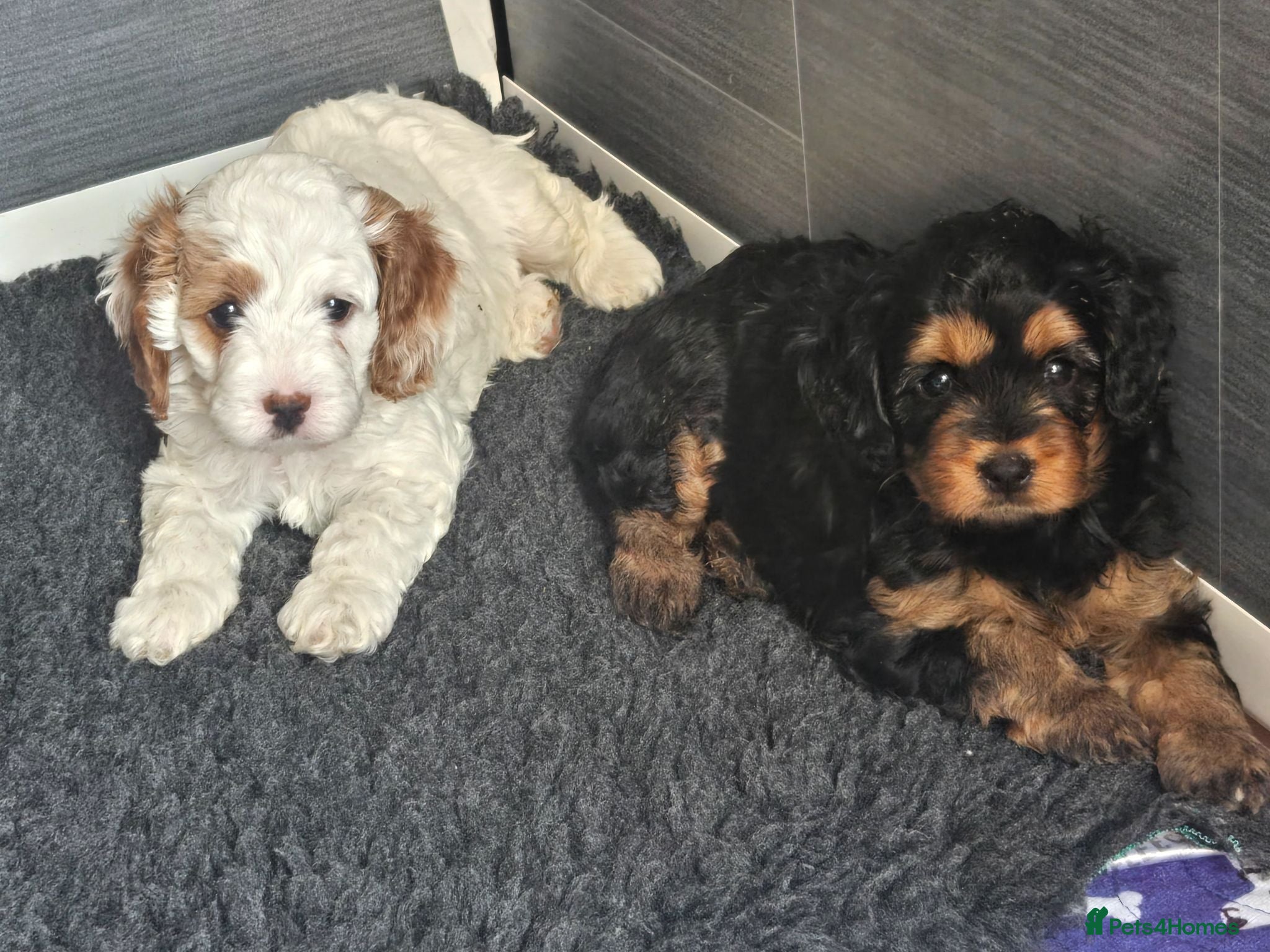 Cavapoo dogs F1 Cavapoo  1 remaining **health tested parents** - Advert 9