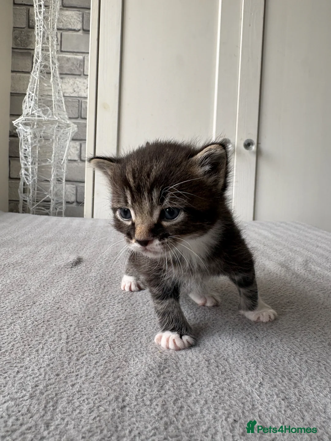 Mixed Breed cats for sale: Beautiful Kittens for Sale in Sunbury-on-Thames - Advert 10