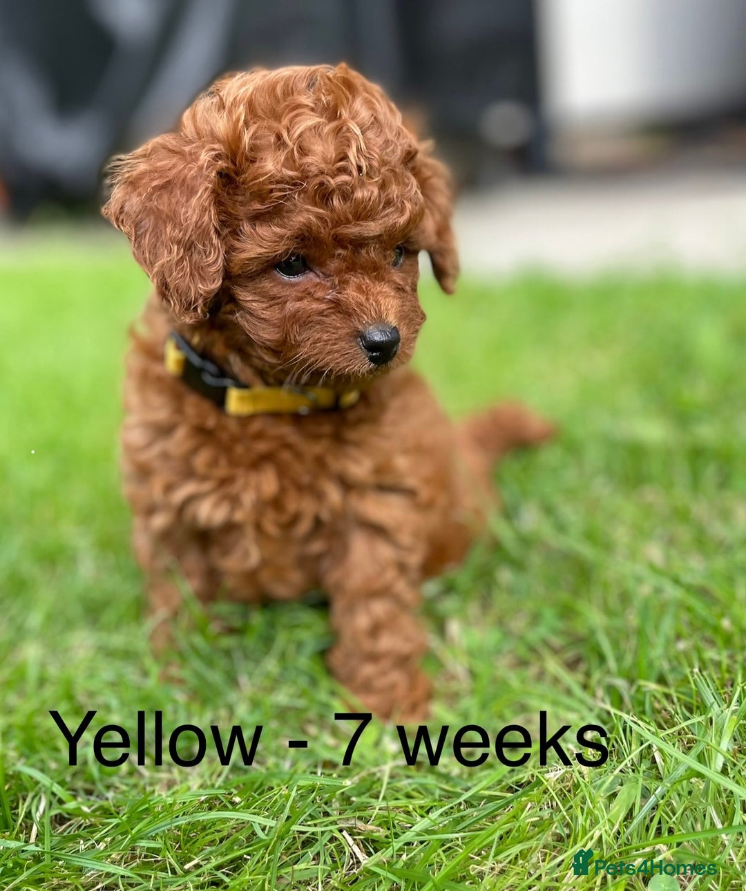 Toy Poodle dogs for sale: Asian Toy Poodle Puppies  - Image 14