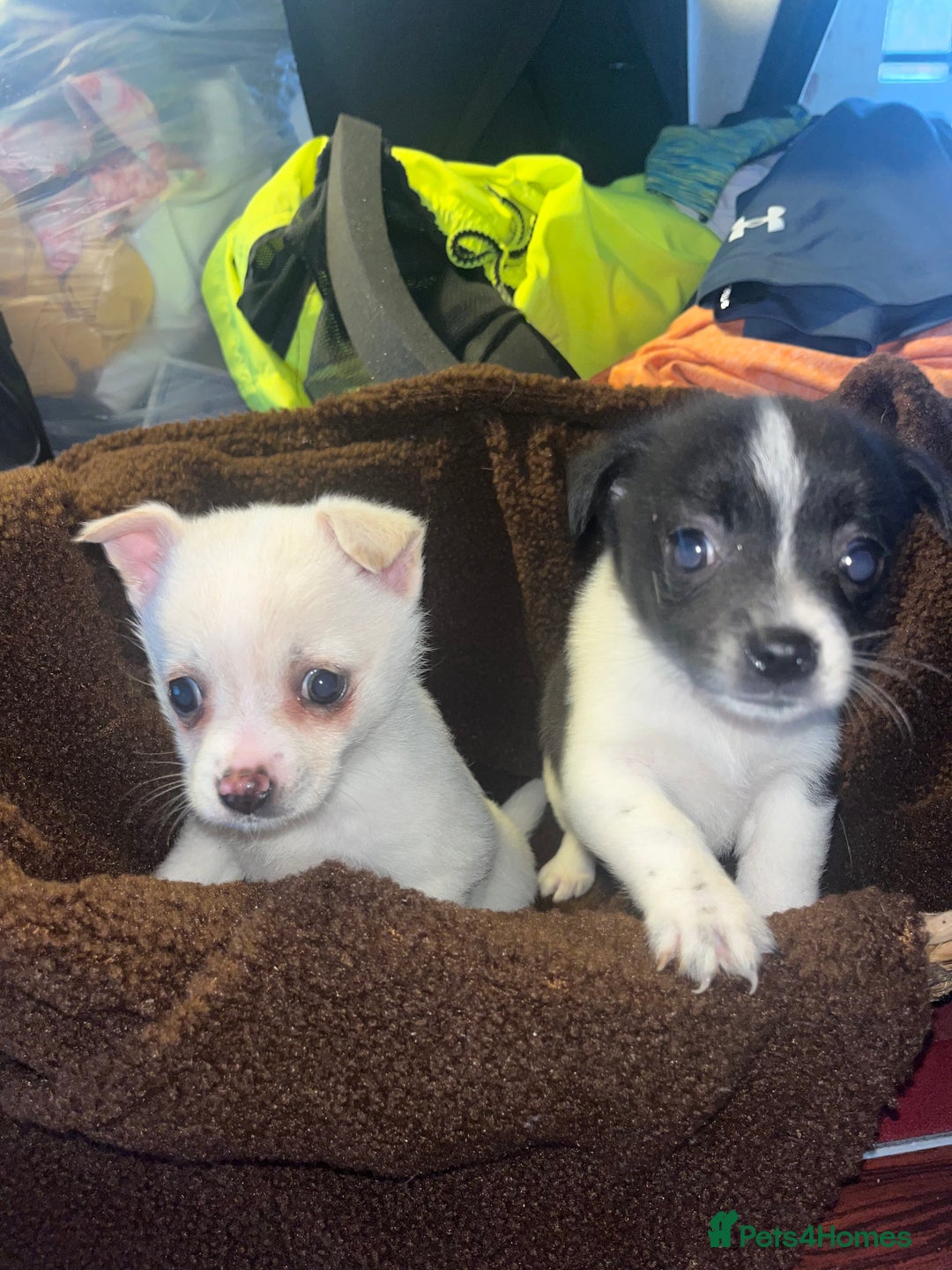 Mixed Breed dogs for sale: Jack Russel  - Advert 10