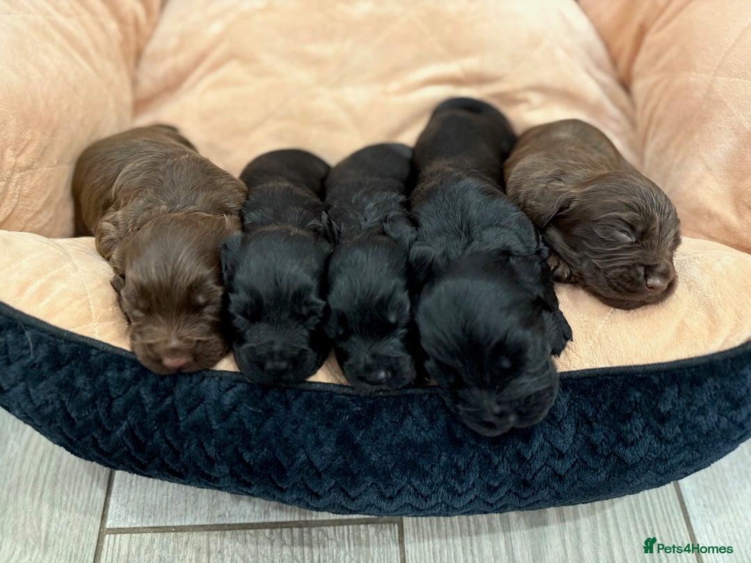Cocker Spaniel dogs for sale: Working Cocker Spaniel Pups - Advert 8