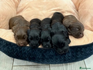 Cocker Spaniel dogs Working Cocker Spaniel Pups - Advert 4