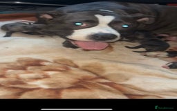Mixed Breed dogs for sale: Merle bitches bandogs - Image 2