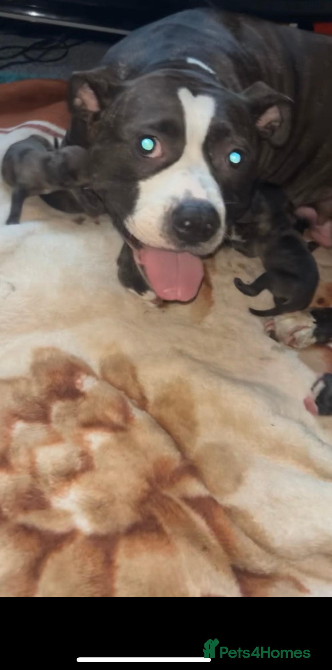 Mixed Breed dogs for sale: Merle bitches bandogs - Image 2
