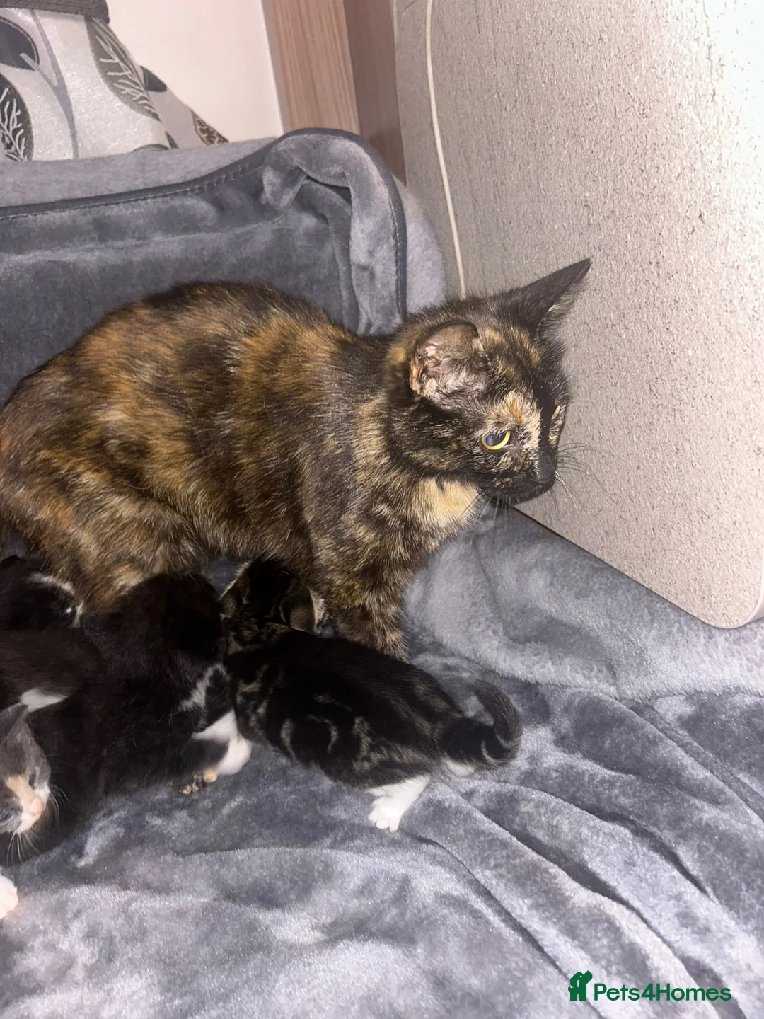 Mixed Breed cats for sale: Baby kittens  in Peterborough - Advert 1