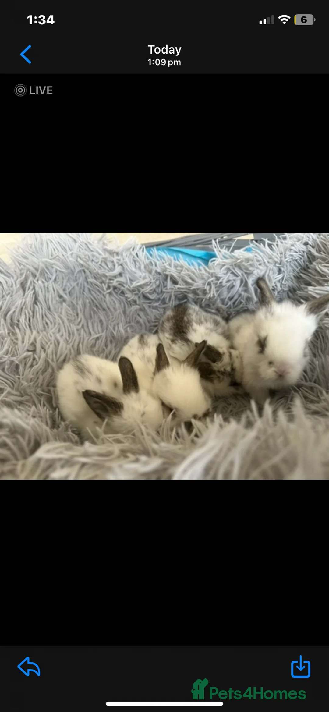 Lionhead rabbits for sale: Adorable Lionhead rabbits looking for Loving Homes in Bedford - Advert 12