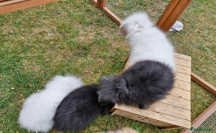 Lionhead rabbits - Advert 1