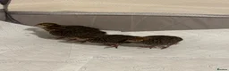 Quail poultry for sale: Unsexed 4x Quail Chicks 2 weeks old - Advert 3