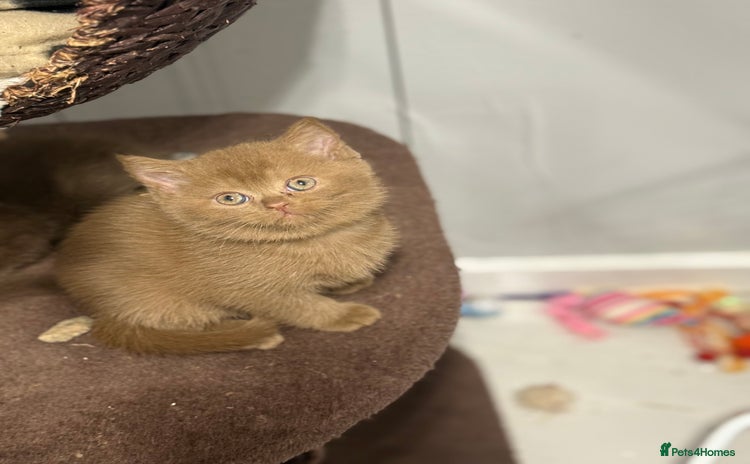 British Shorthair cats - Advert 1