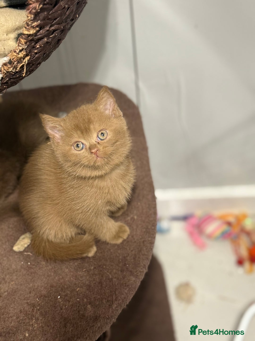 British Shorthair cats for sale: British shorthair kittens  - Image 1