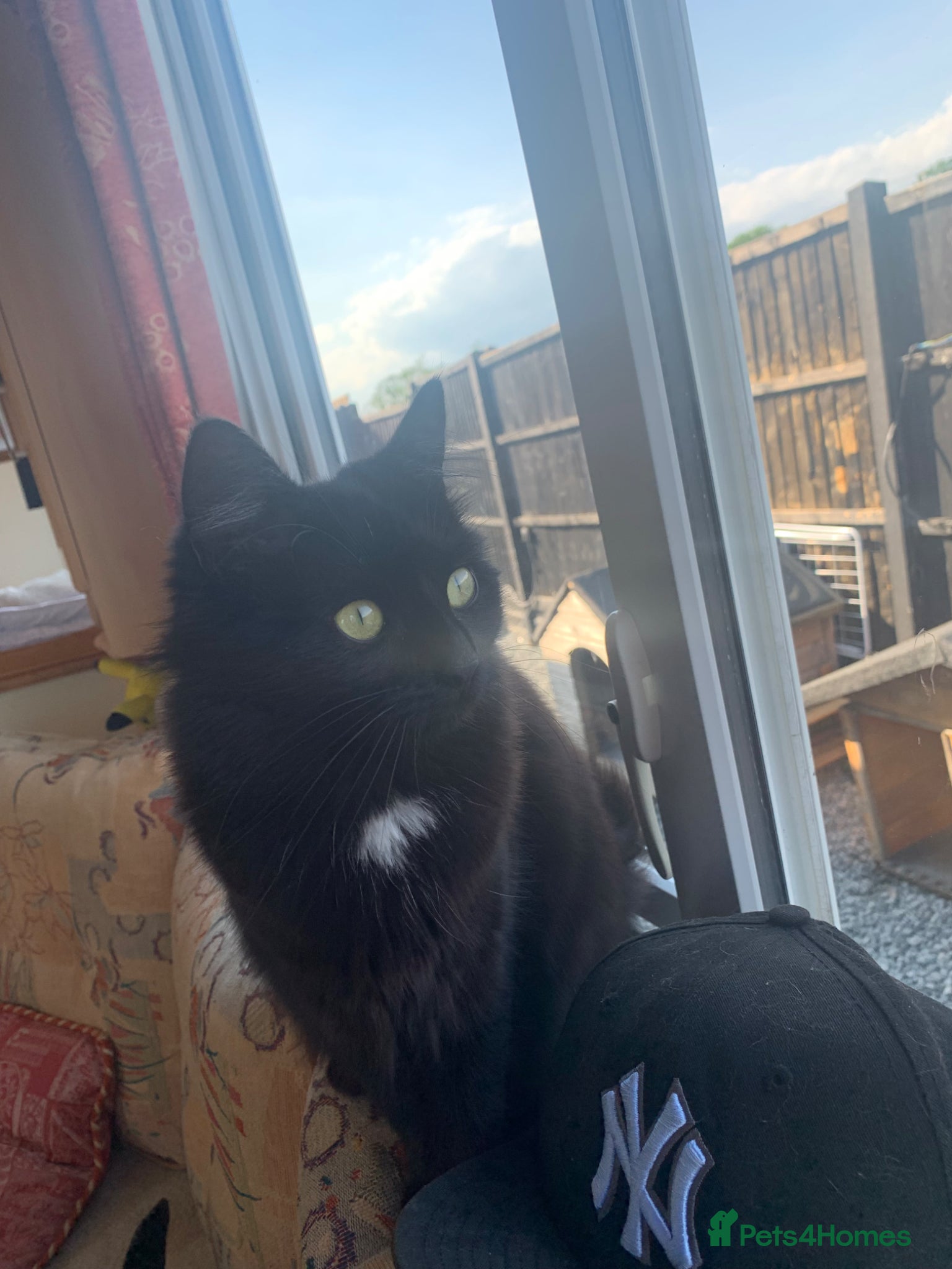 Mixed Breed cats black mixed breed cats for sale  - Advert 12