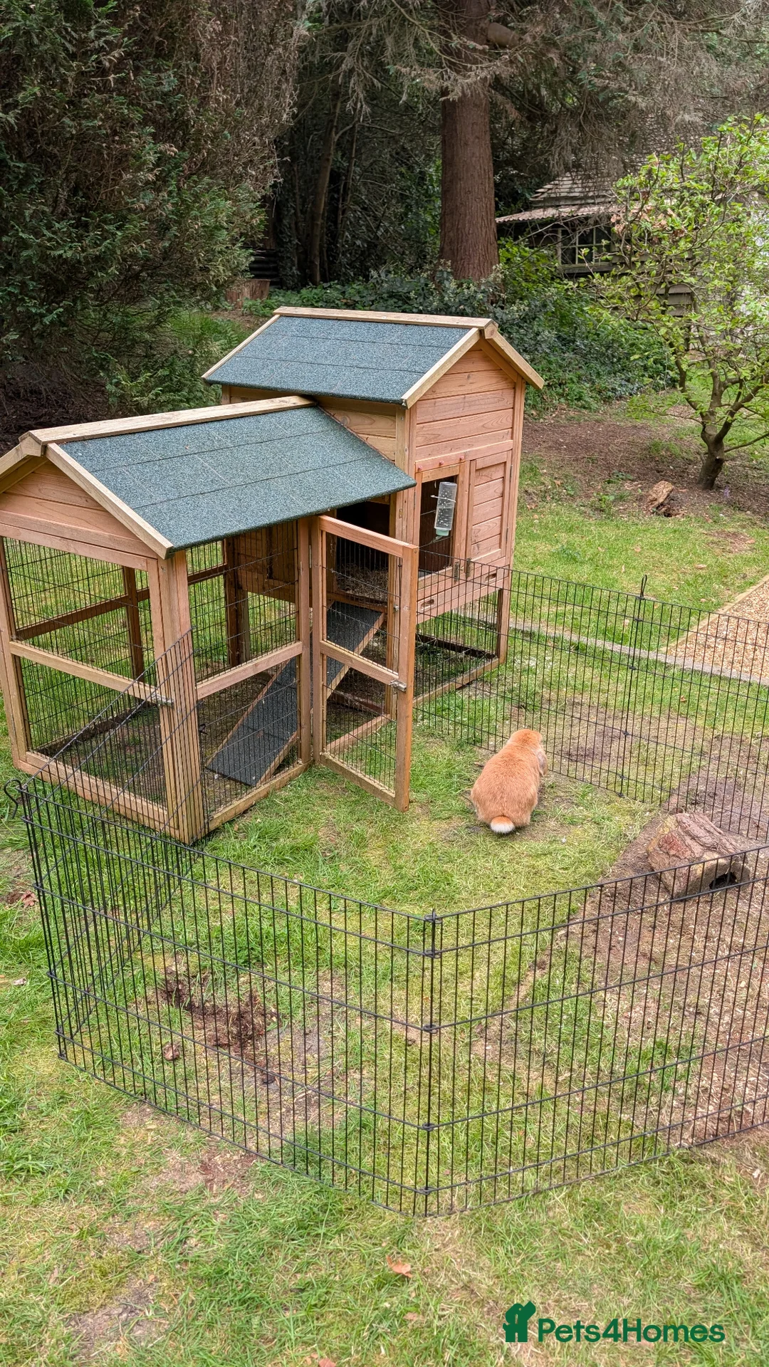 Mini Lop rabbits for sale: Friendly Purebred Mini Lop Buck – 1½ Years in Ferndown - Advert 13