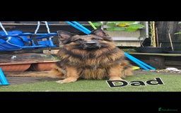 German Shepherd dogs for sale: German sheperd puppies - Image 16