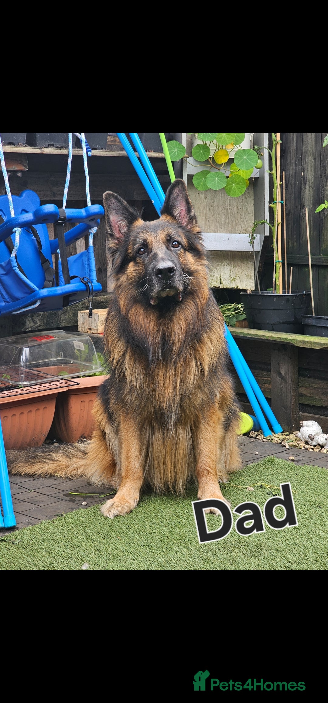 German Shepherd dogs for sale: German sheperd puppies - Image 16